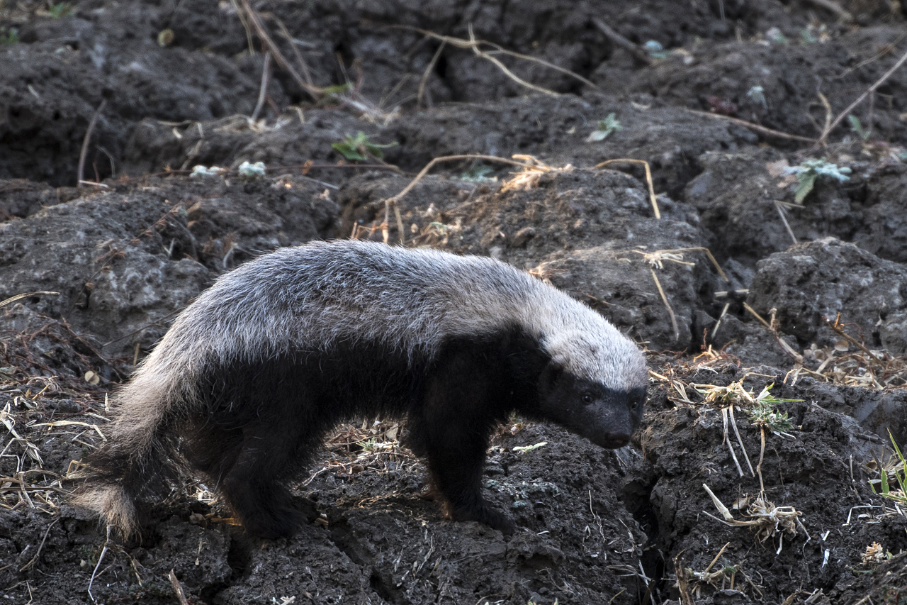 Farben und Formen am Luangwa