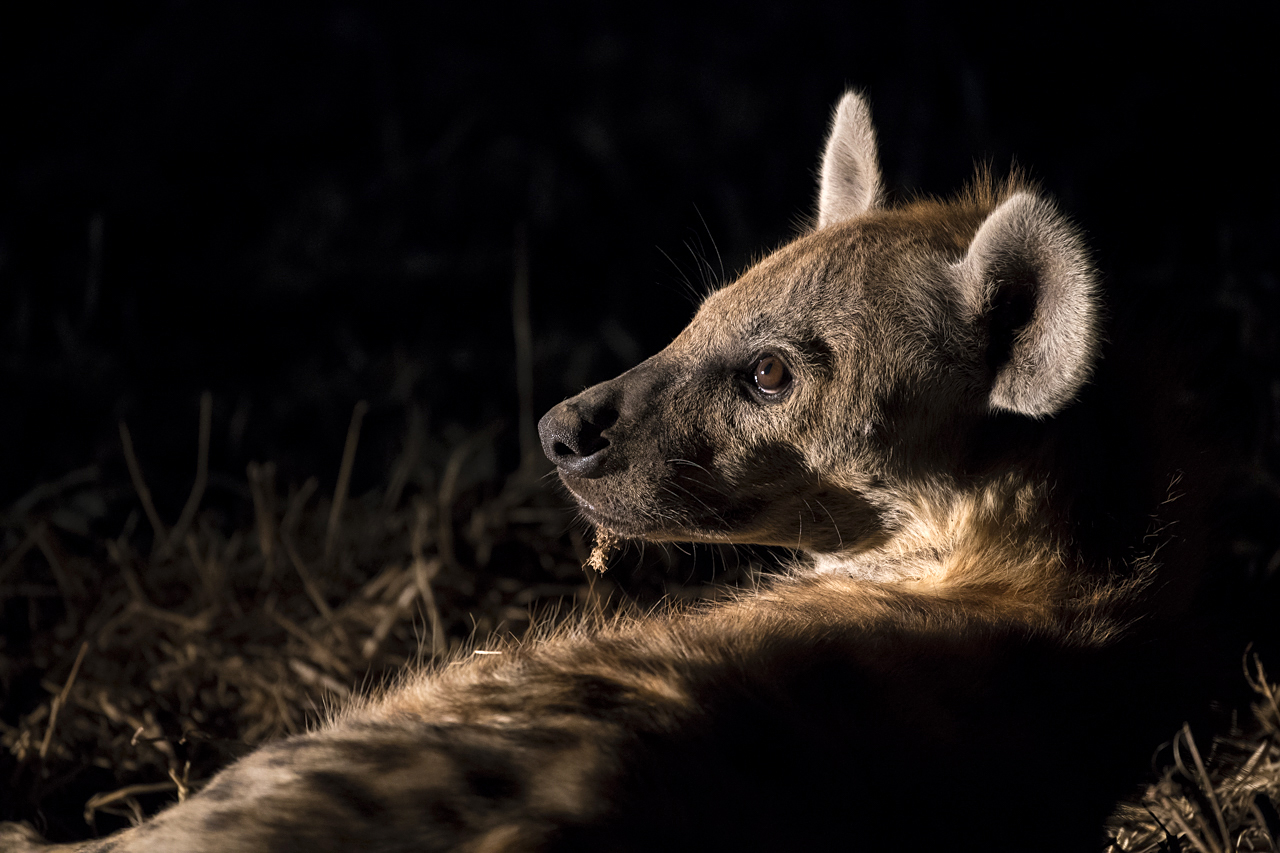 Farben und Formen am Luangwa