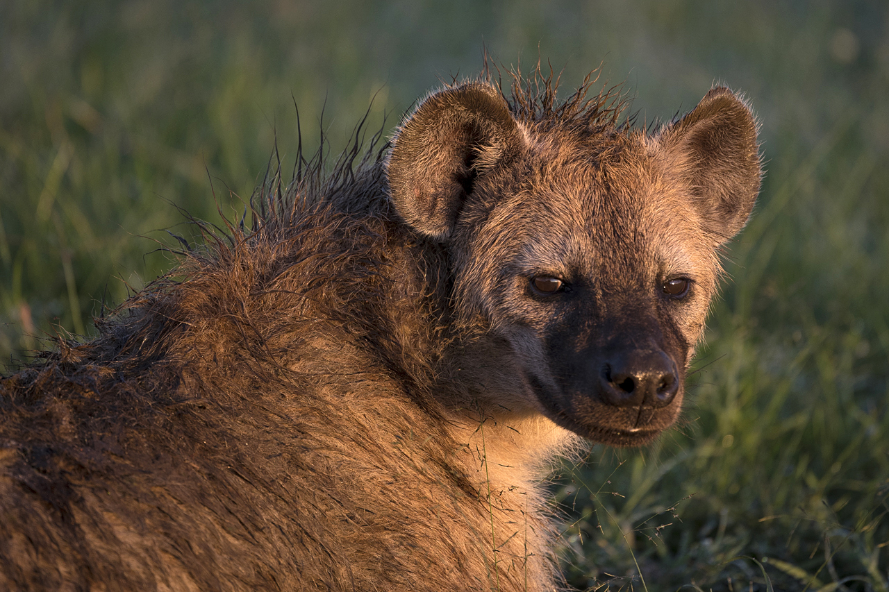 Regenzeit in der Mara
