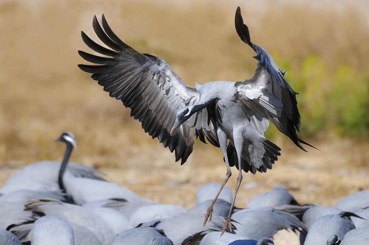 Indien - der überquellende Kontinent