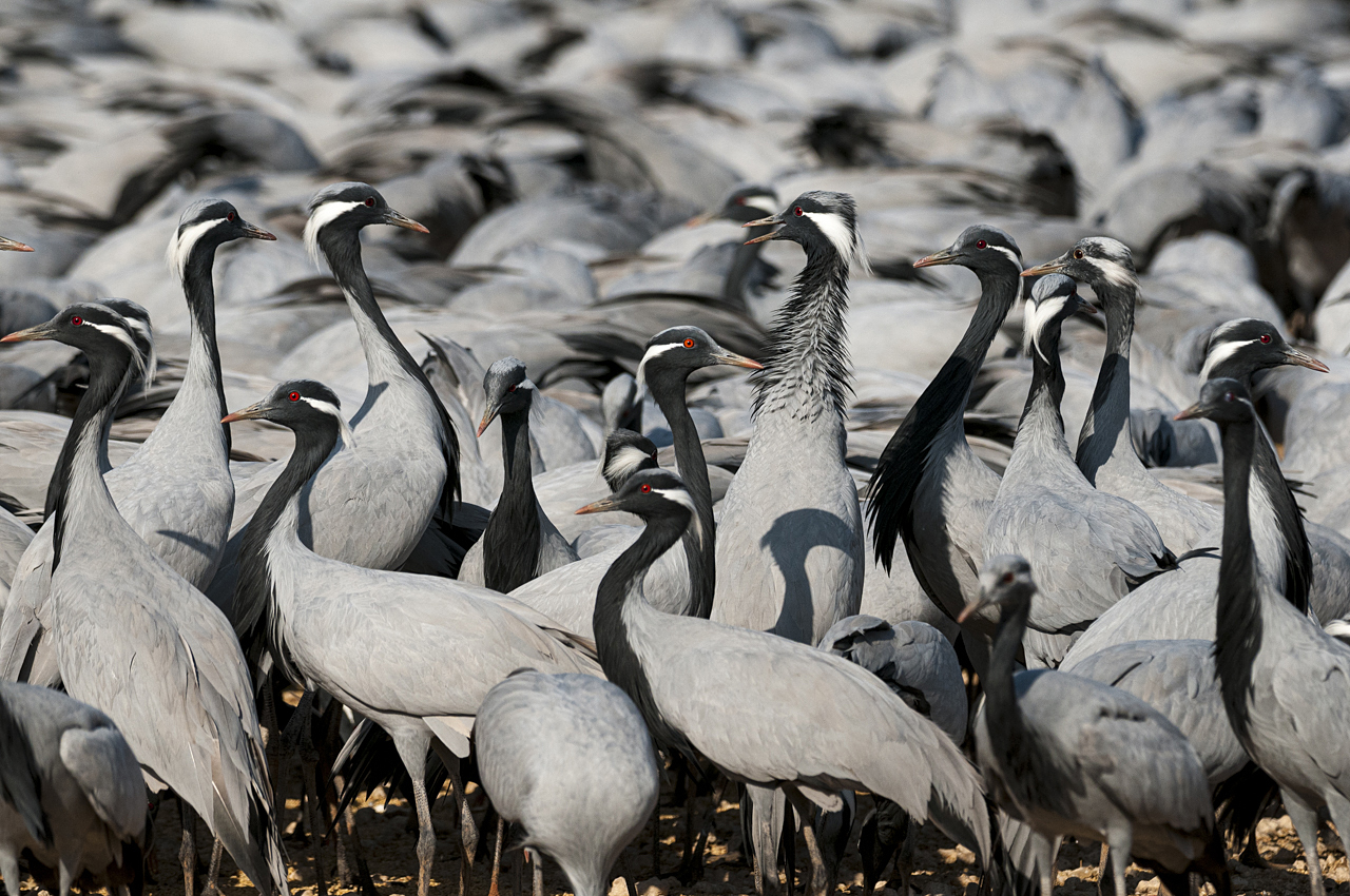 Indien - der überquellende Kontinent