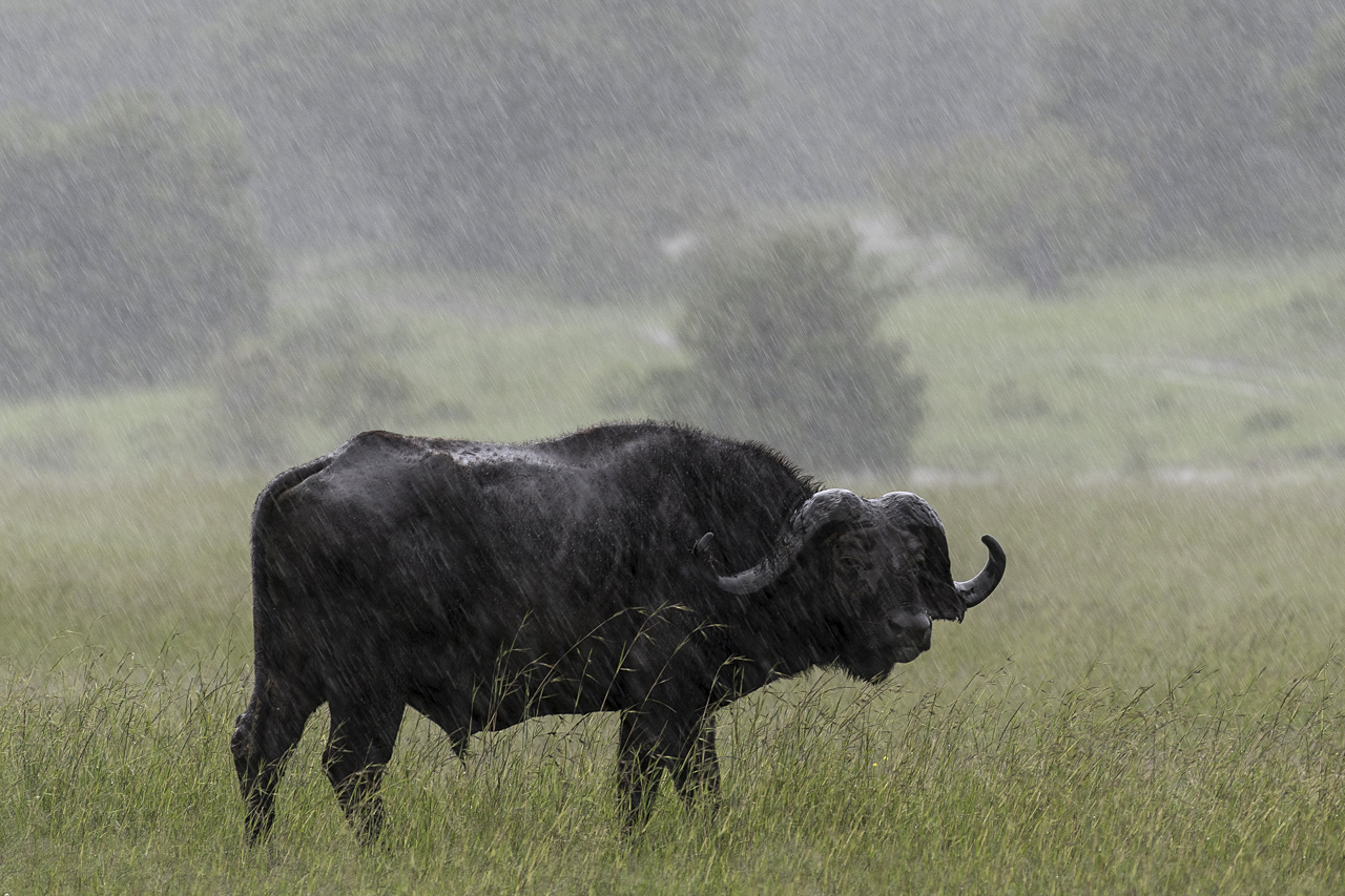 Regenzeit in der Mara