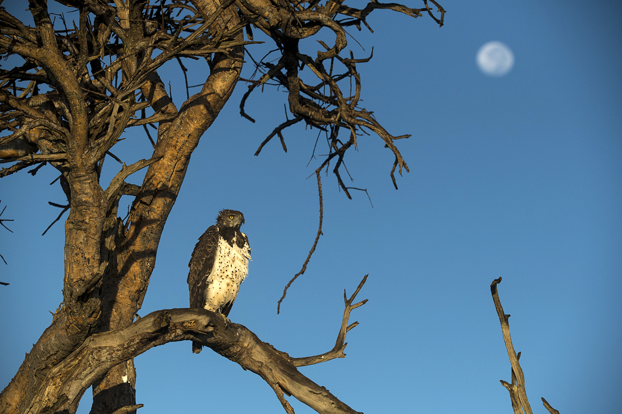 Regenzeit in der Mara