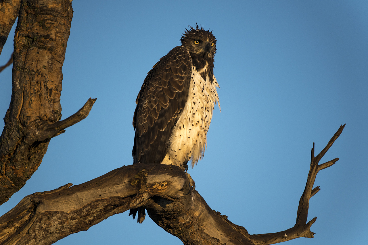 Regenzeit in der Mara