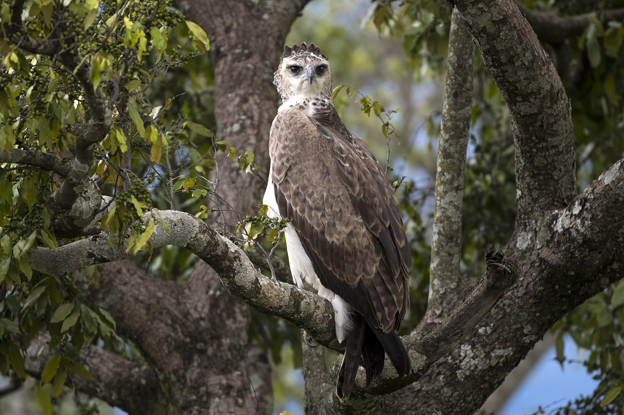 Regenzeit in der Mara