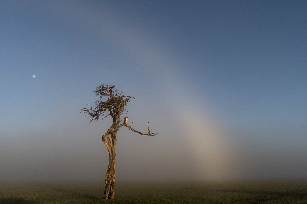 Regenzeit in der Mara
