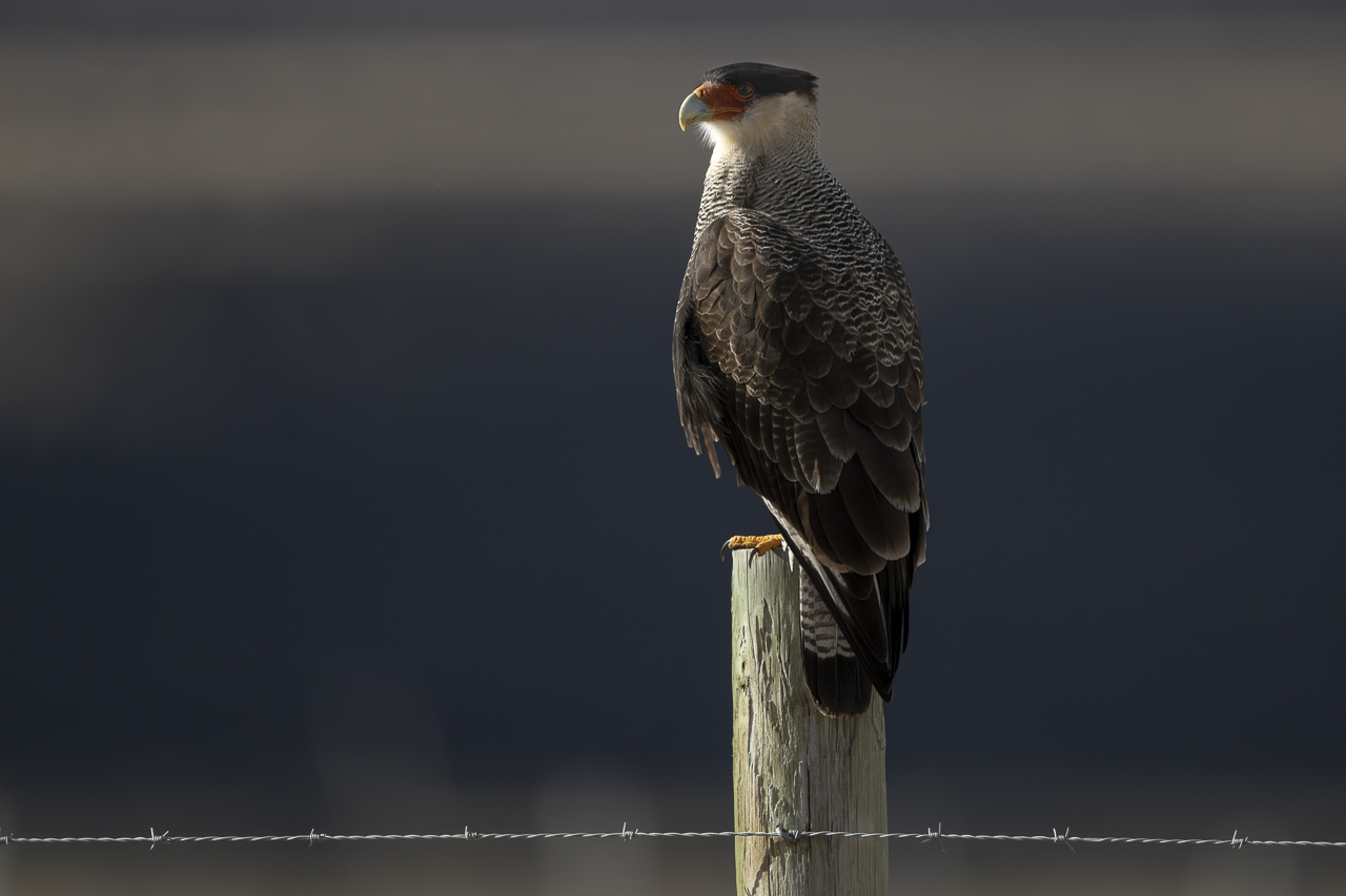 Fin del Mundo - Wilder Süden