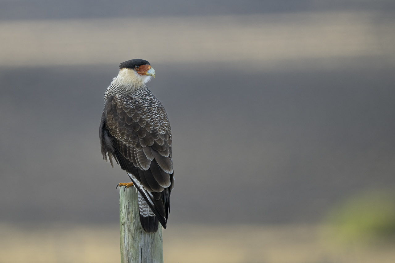 Fin del Mundo - Wilder Süden