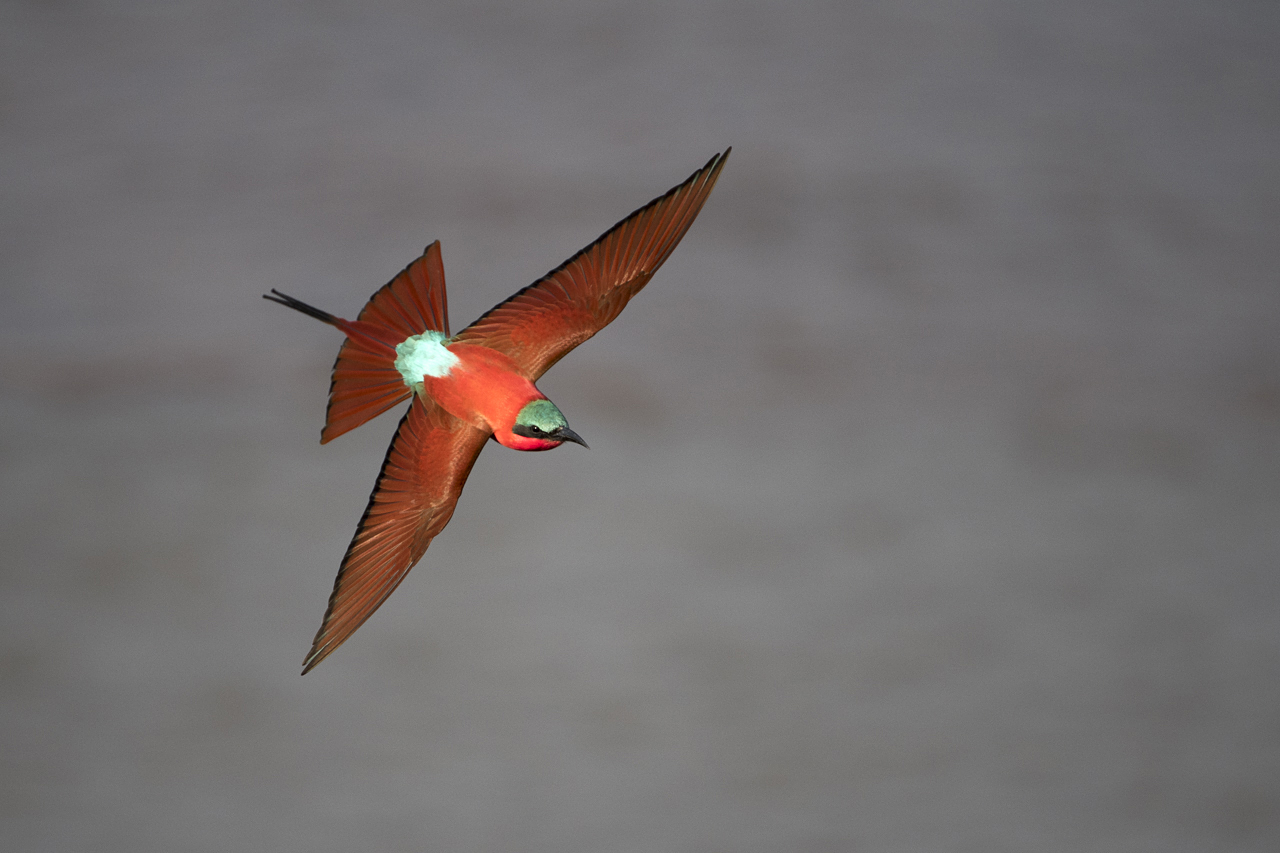 Farben und Formen am Luangwa