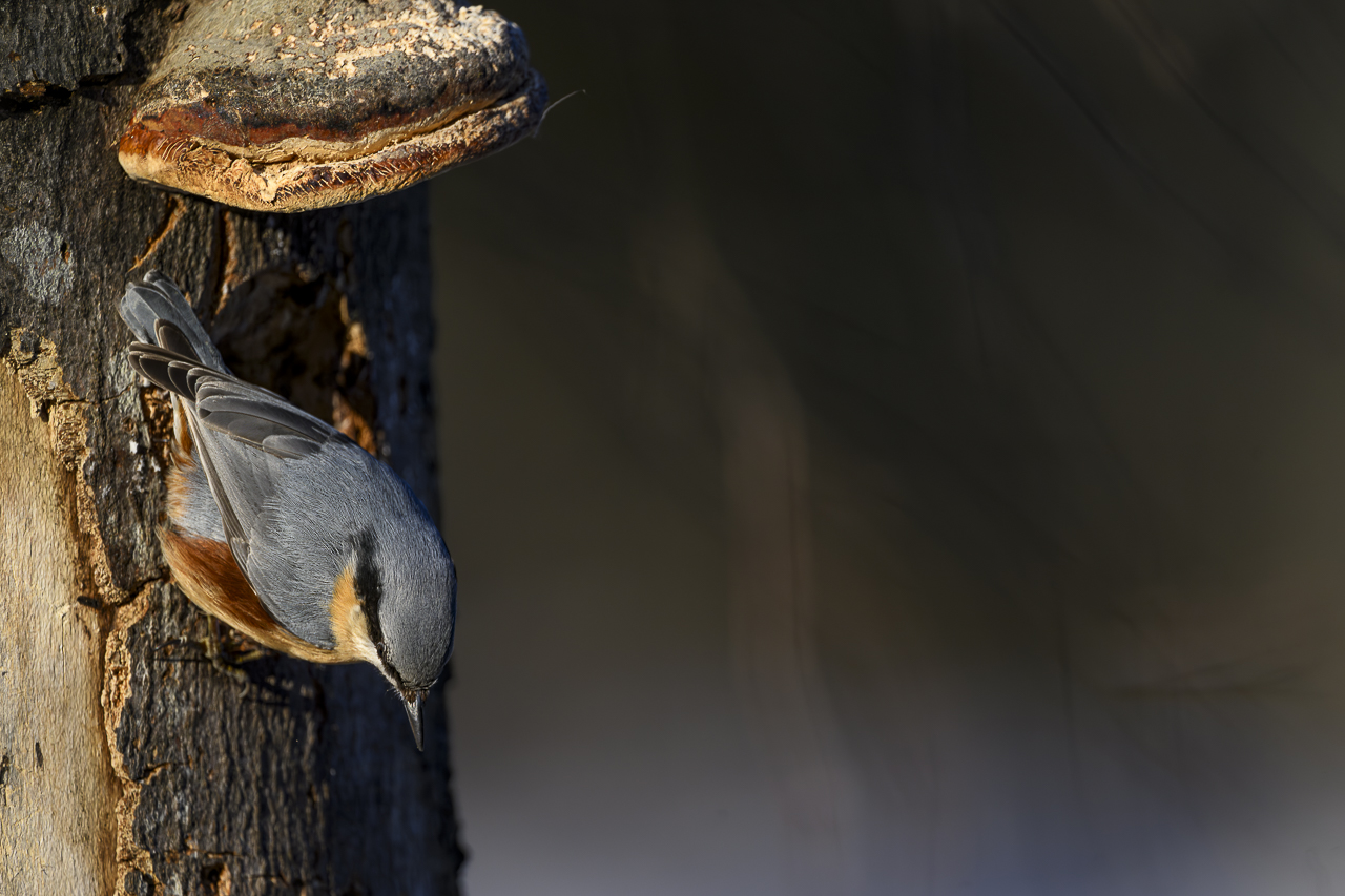 Wald - Raum für natürliche Zusammenhänge