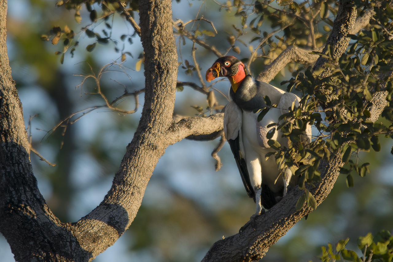 Bunt wie ein Papagei