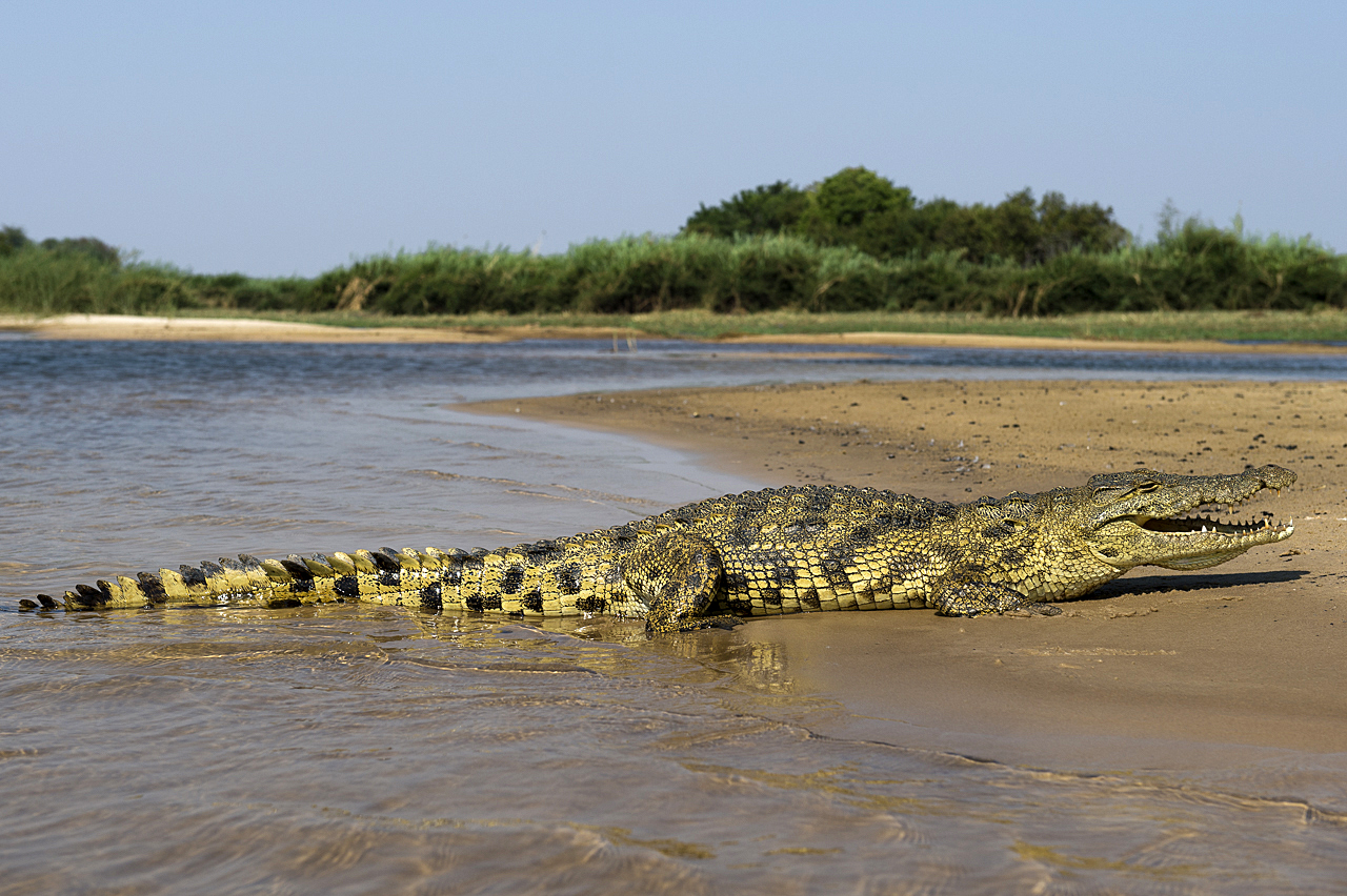 Sambesi - Land am Fluss