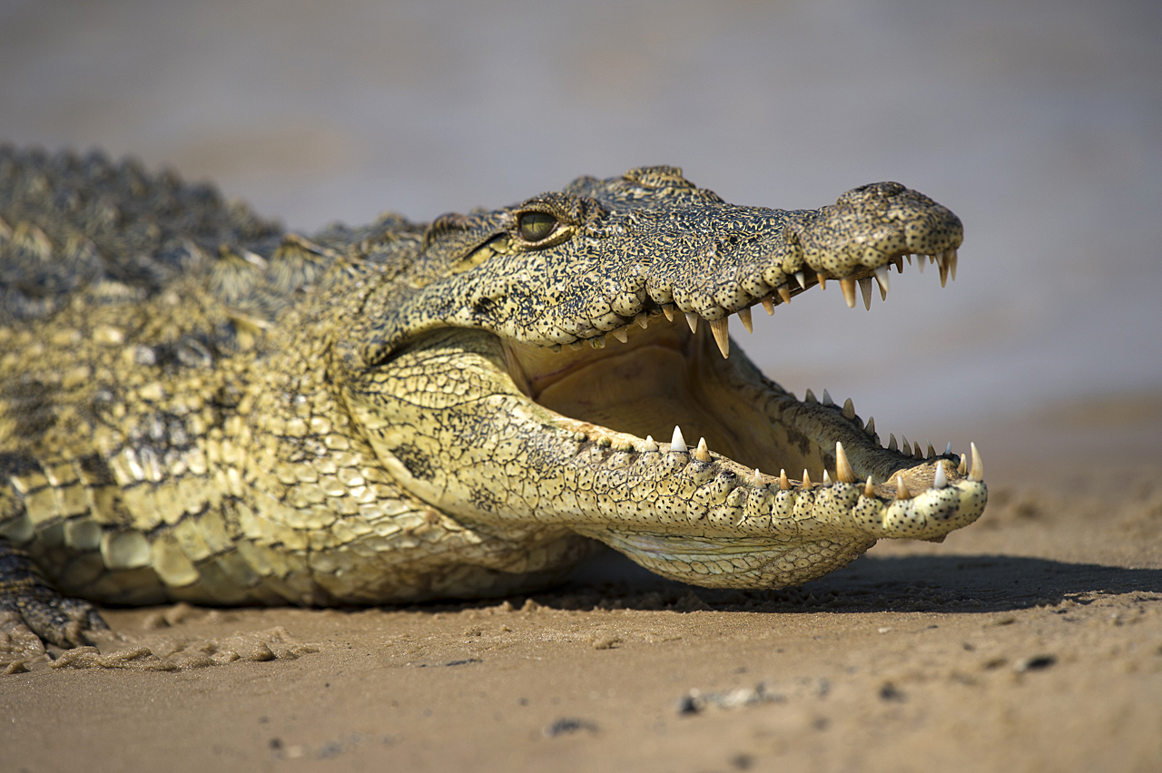 Sambesi - Land am Fluss