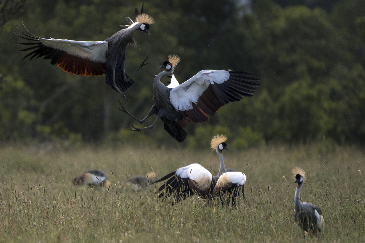 Samburu und Laikipia