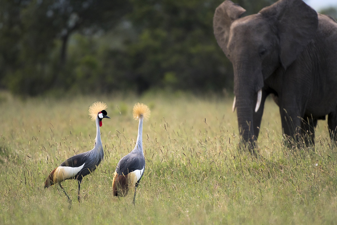 Samburu und Laikipia
