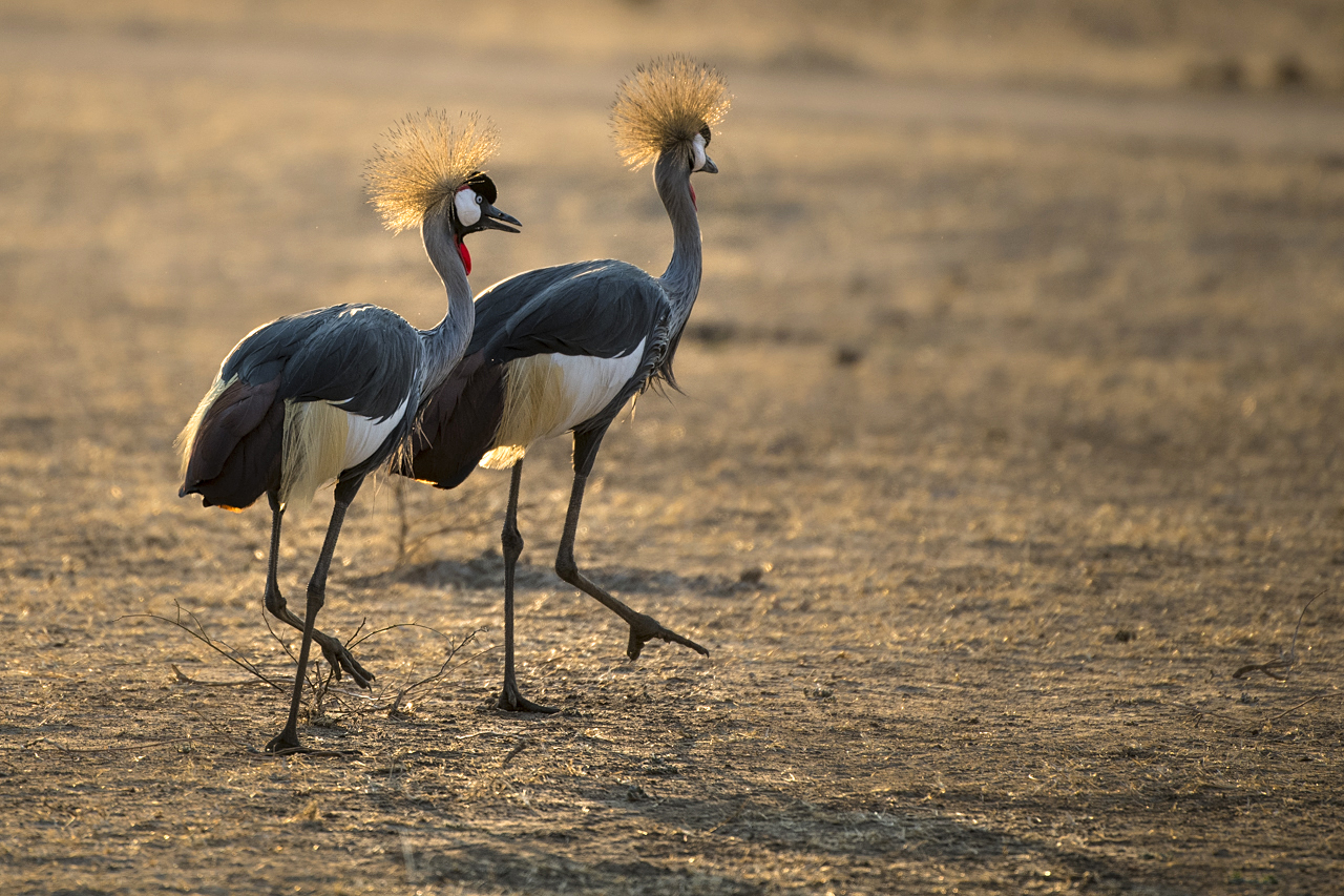 Farben und Formen am Luangwa