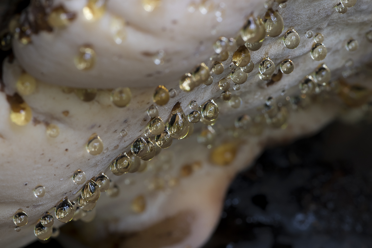 Wald - Raum für natürliche Zusammenhänge