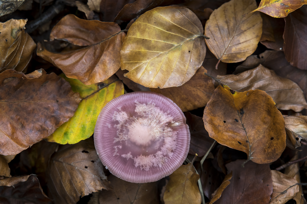 Wald - Raum für natürliche Zusammenhänge