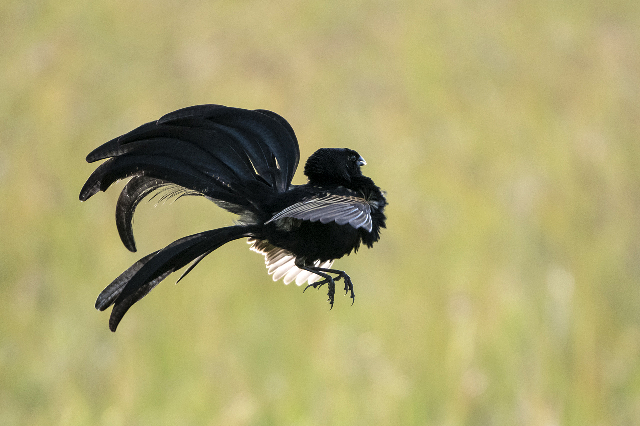 Samburu und Laikipia