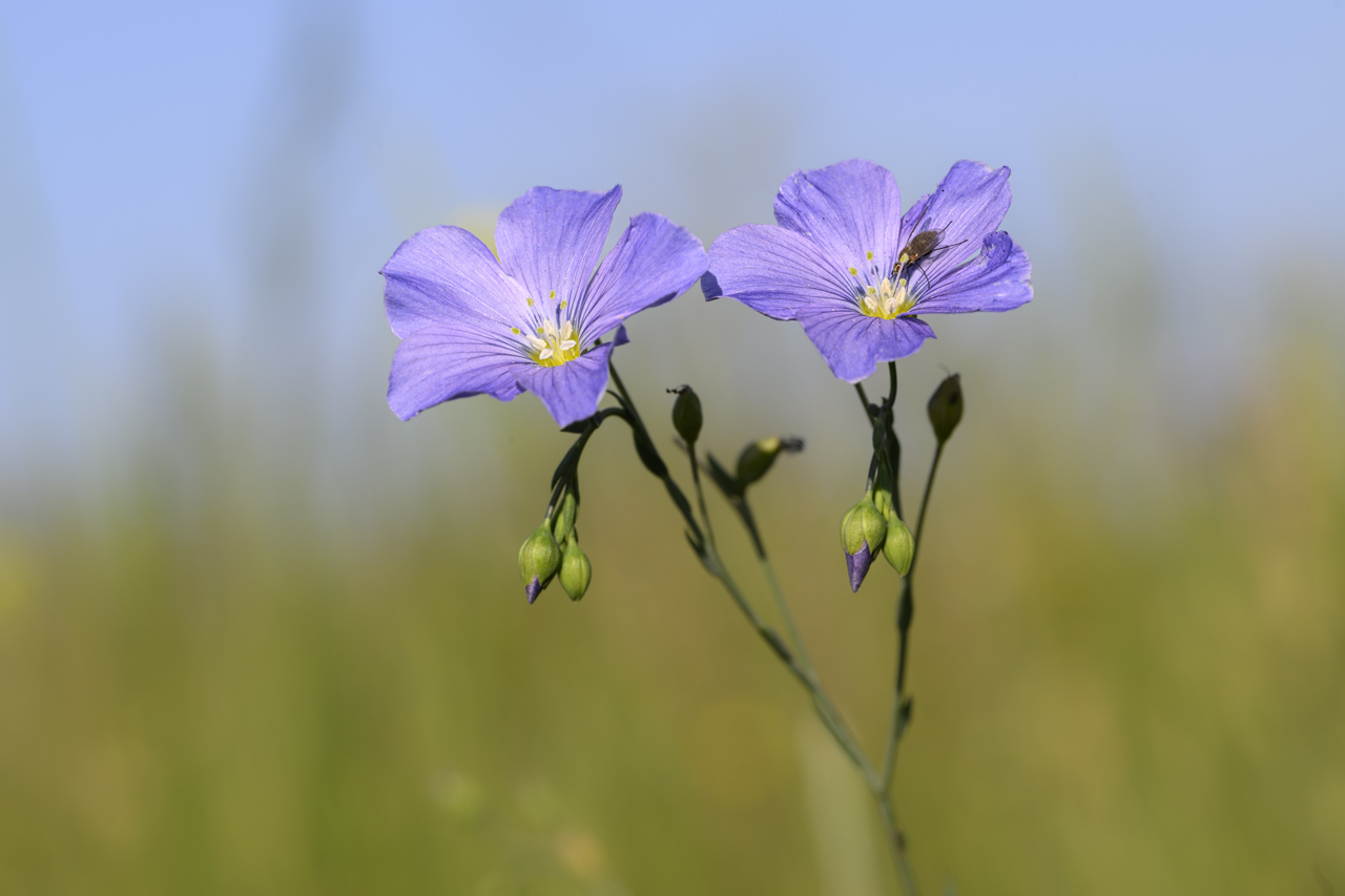 Tag-und-Nacht-Feuerwerk