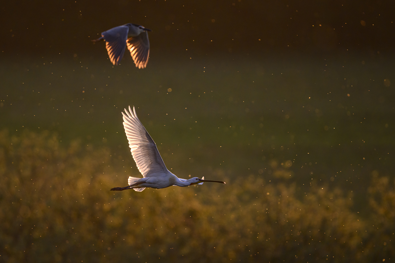 Balkan - jetzt und retro