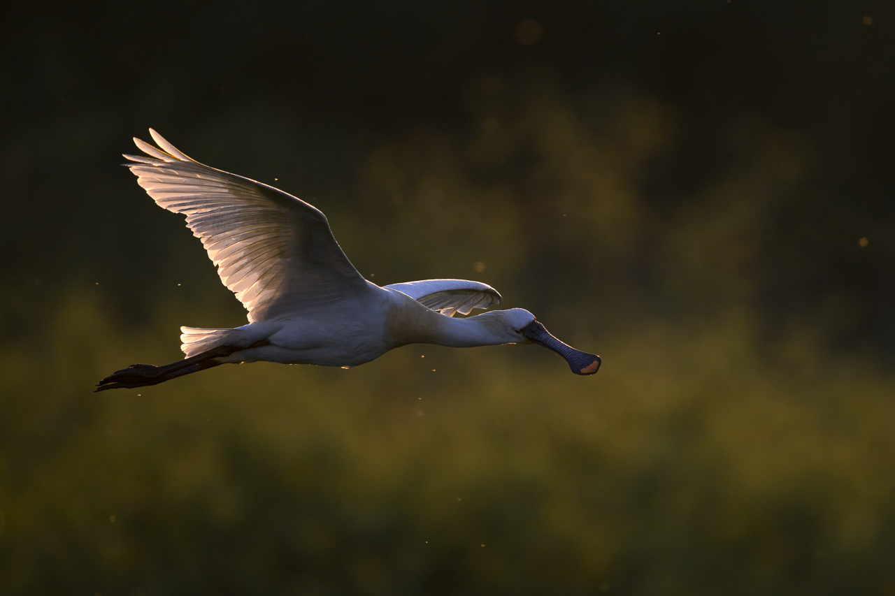 Balkan - jetzt und retro