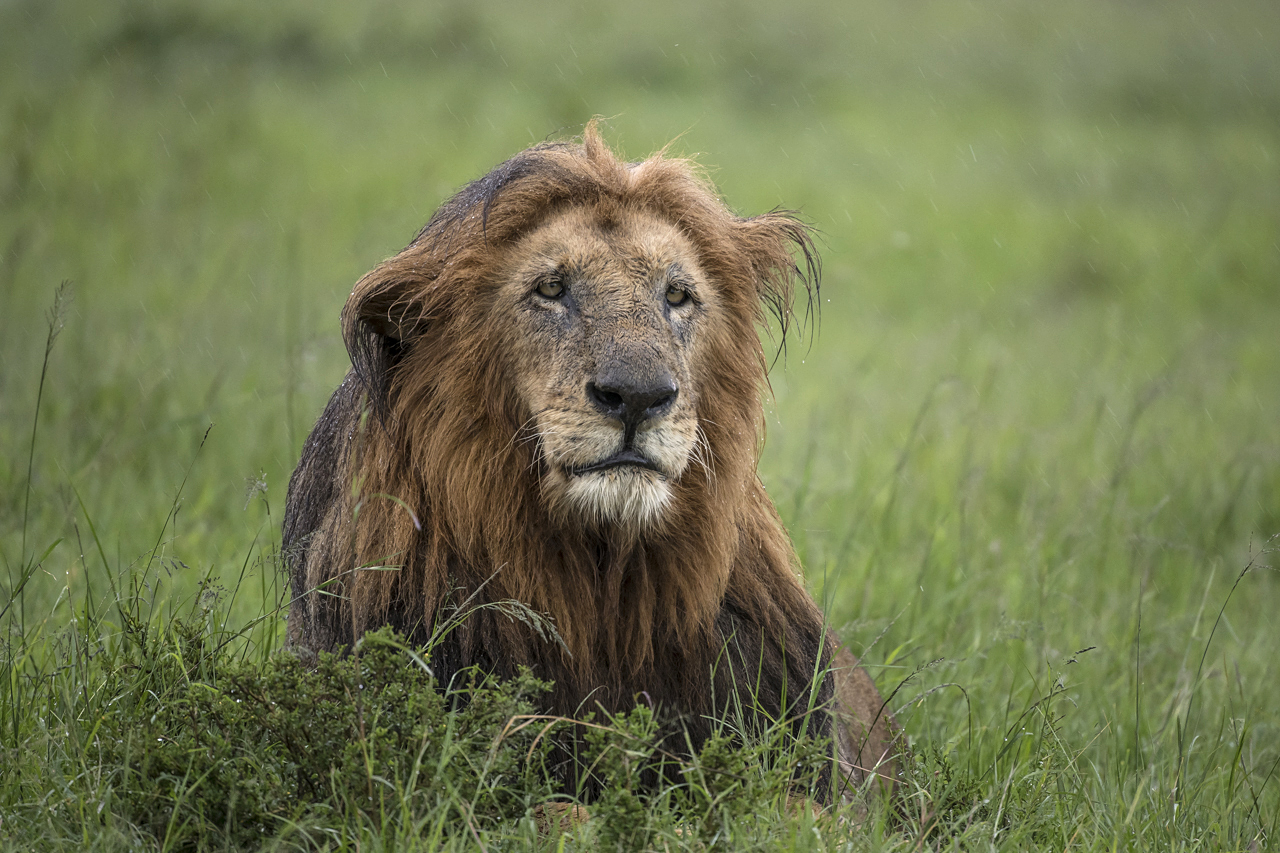 Regenzeit in der Mara