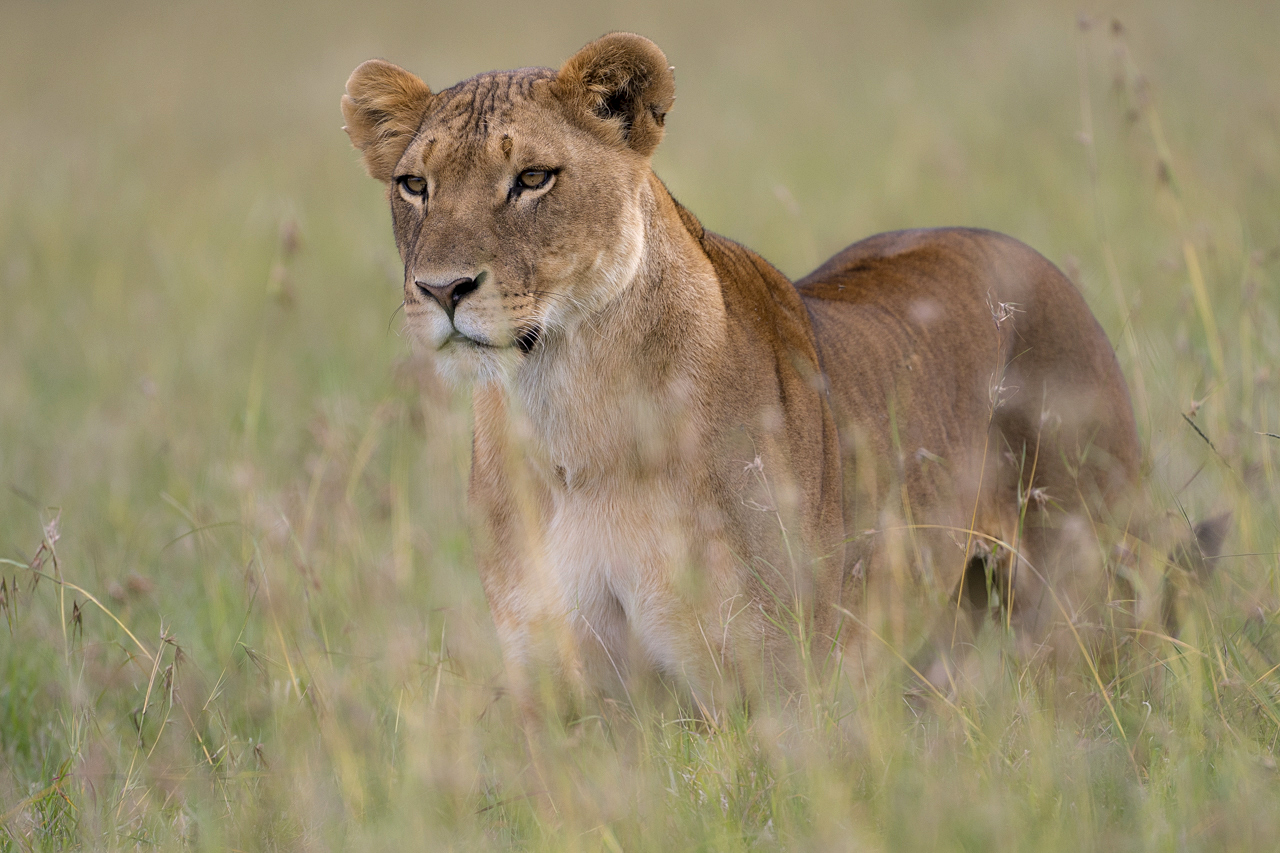Samburu und Laikipia