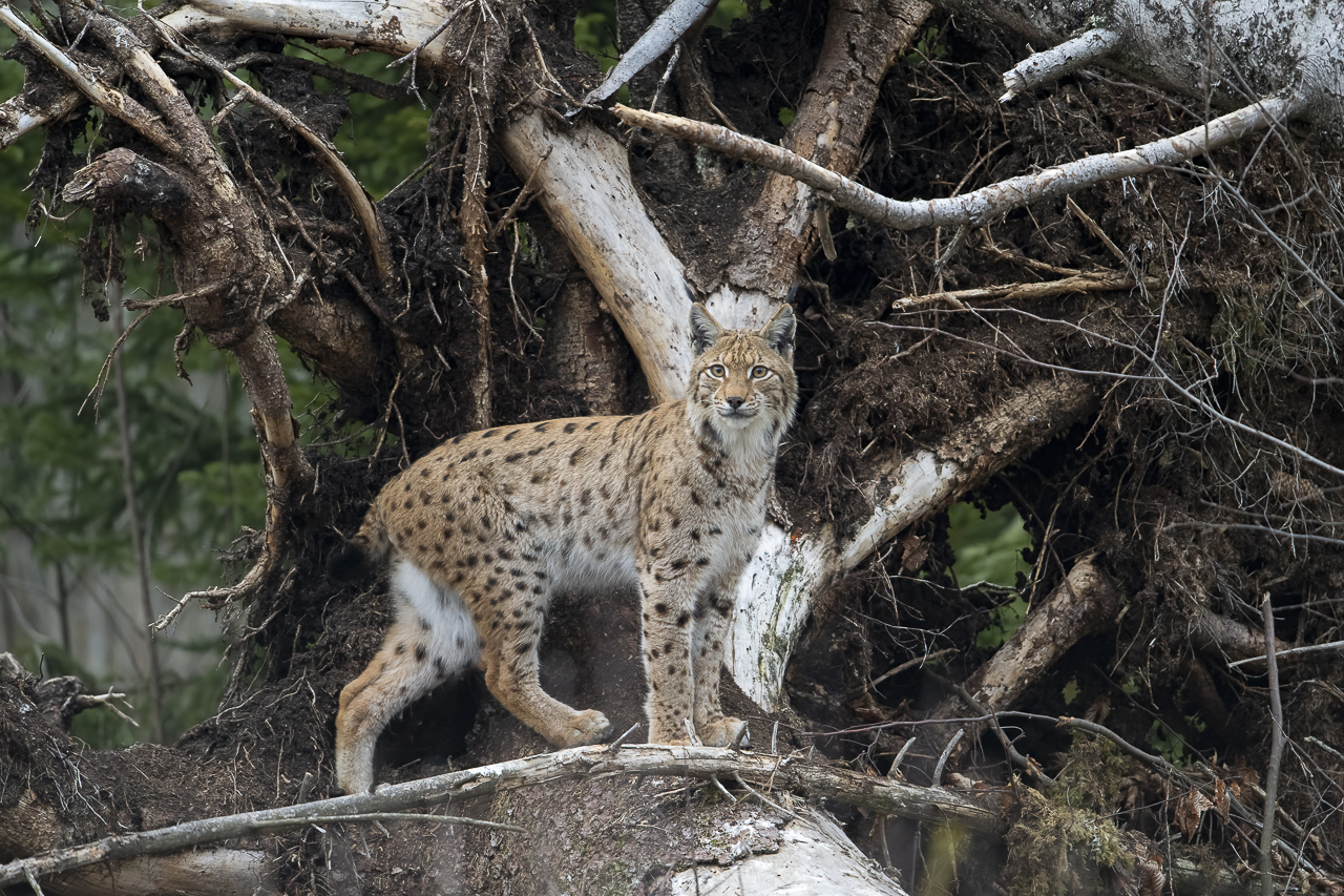 Luchs in freier Natur