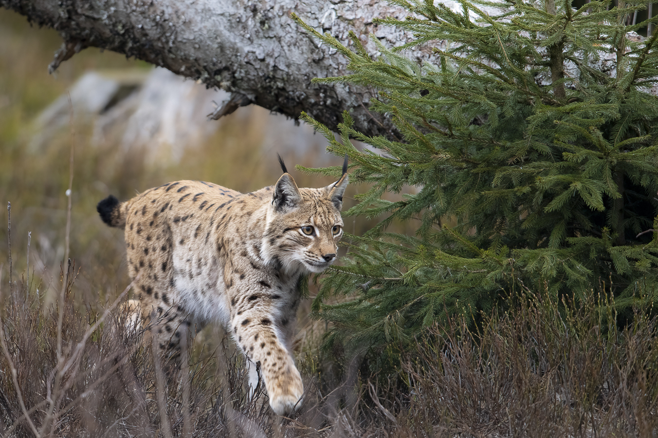 Luchs in freier Natur