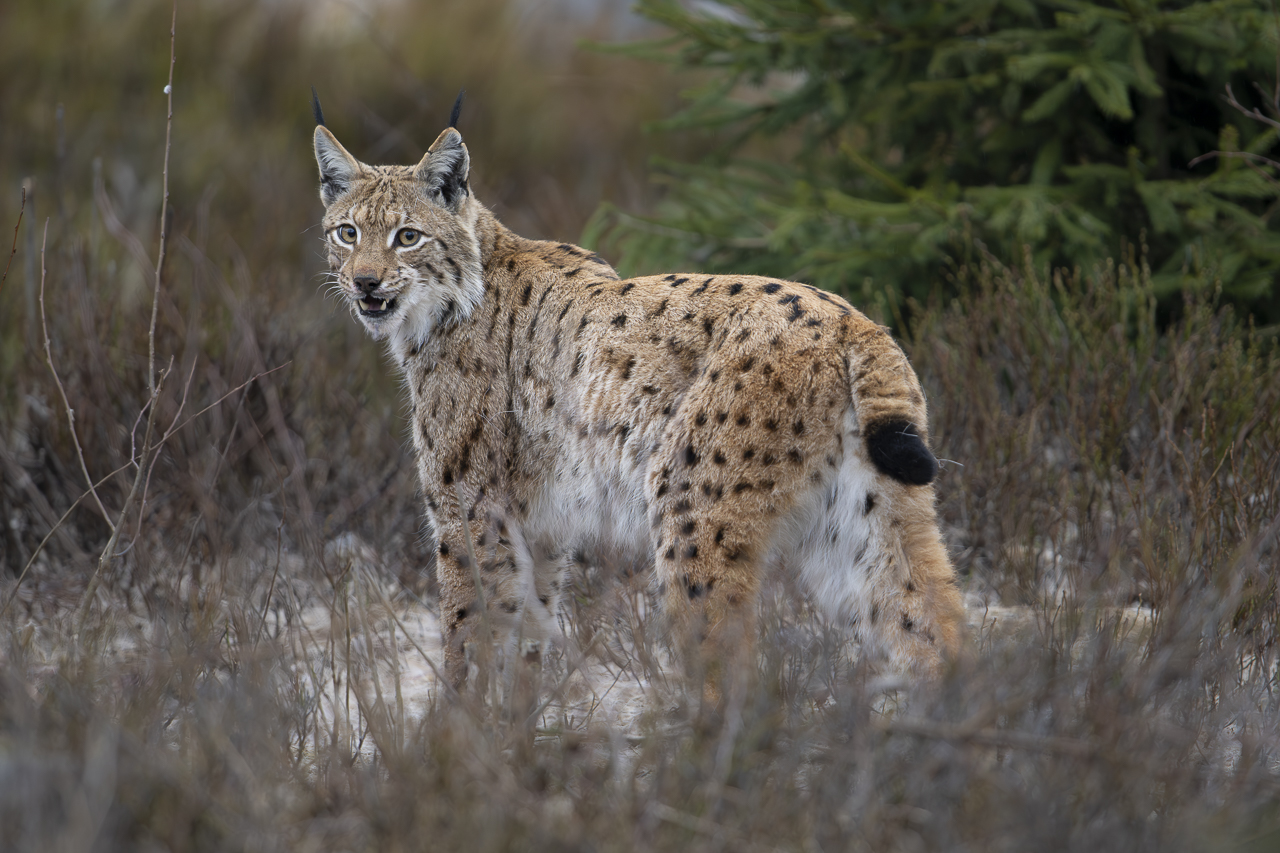 Luchs in freier Natur