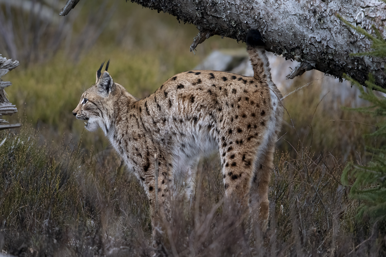 Luchs in freier Natur