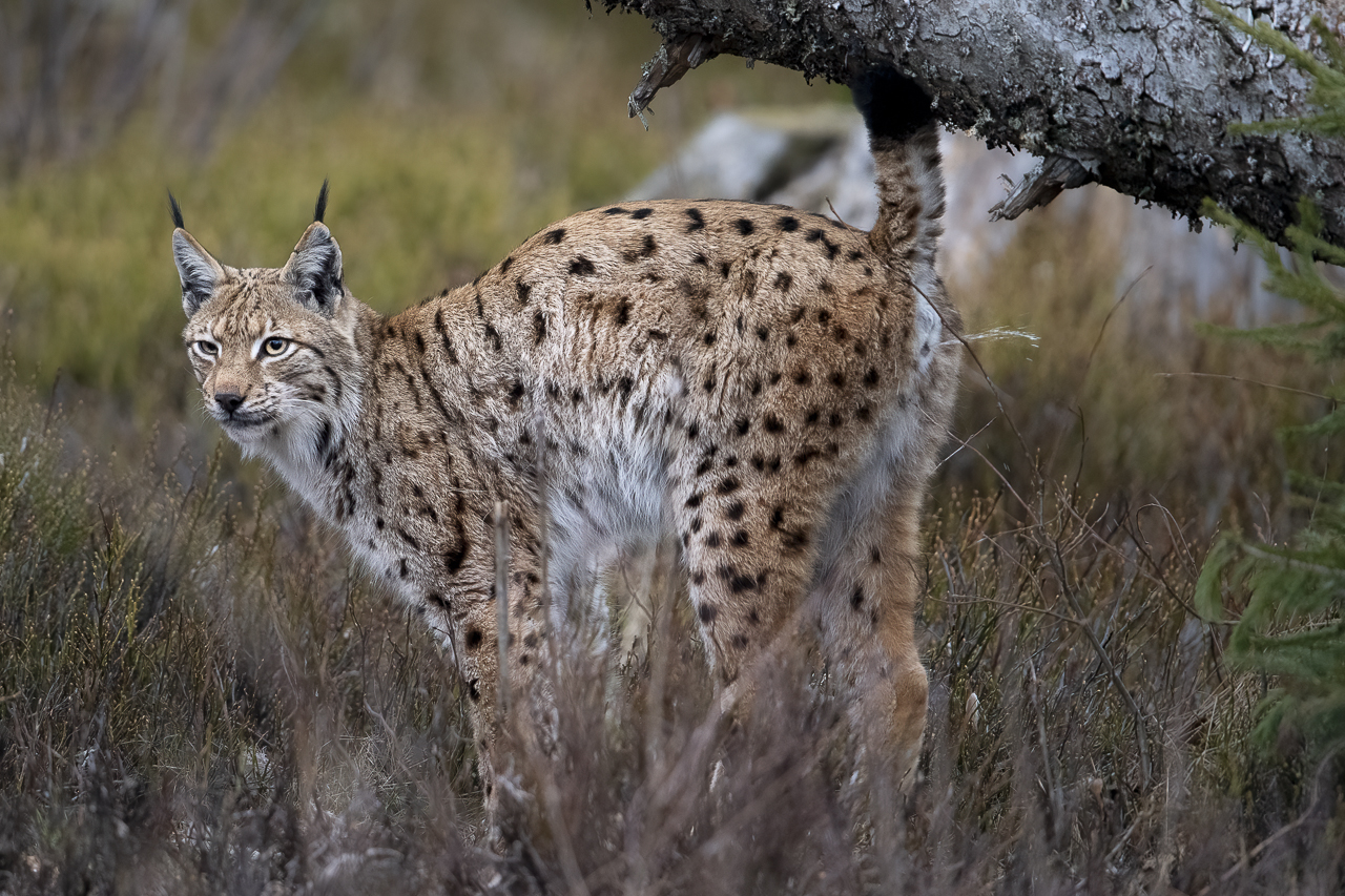 Luchs in freier Natur