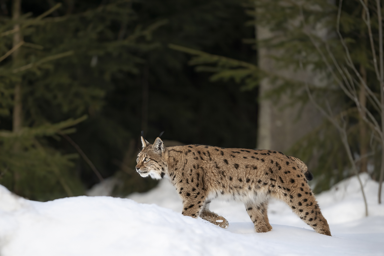 Luchs in freier Natur