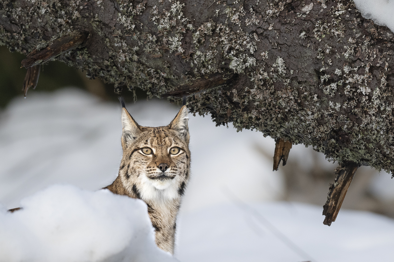 Luchs in freier Natur