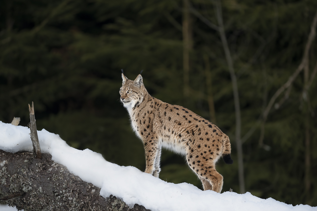 Luchs in freier Natur