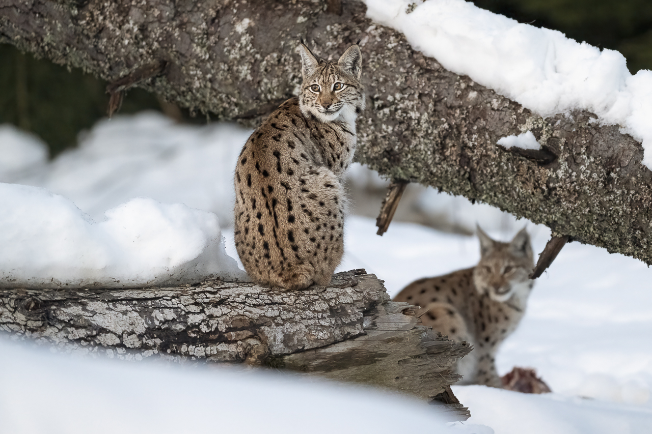 Luchs in freier Natur