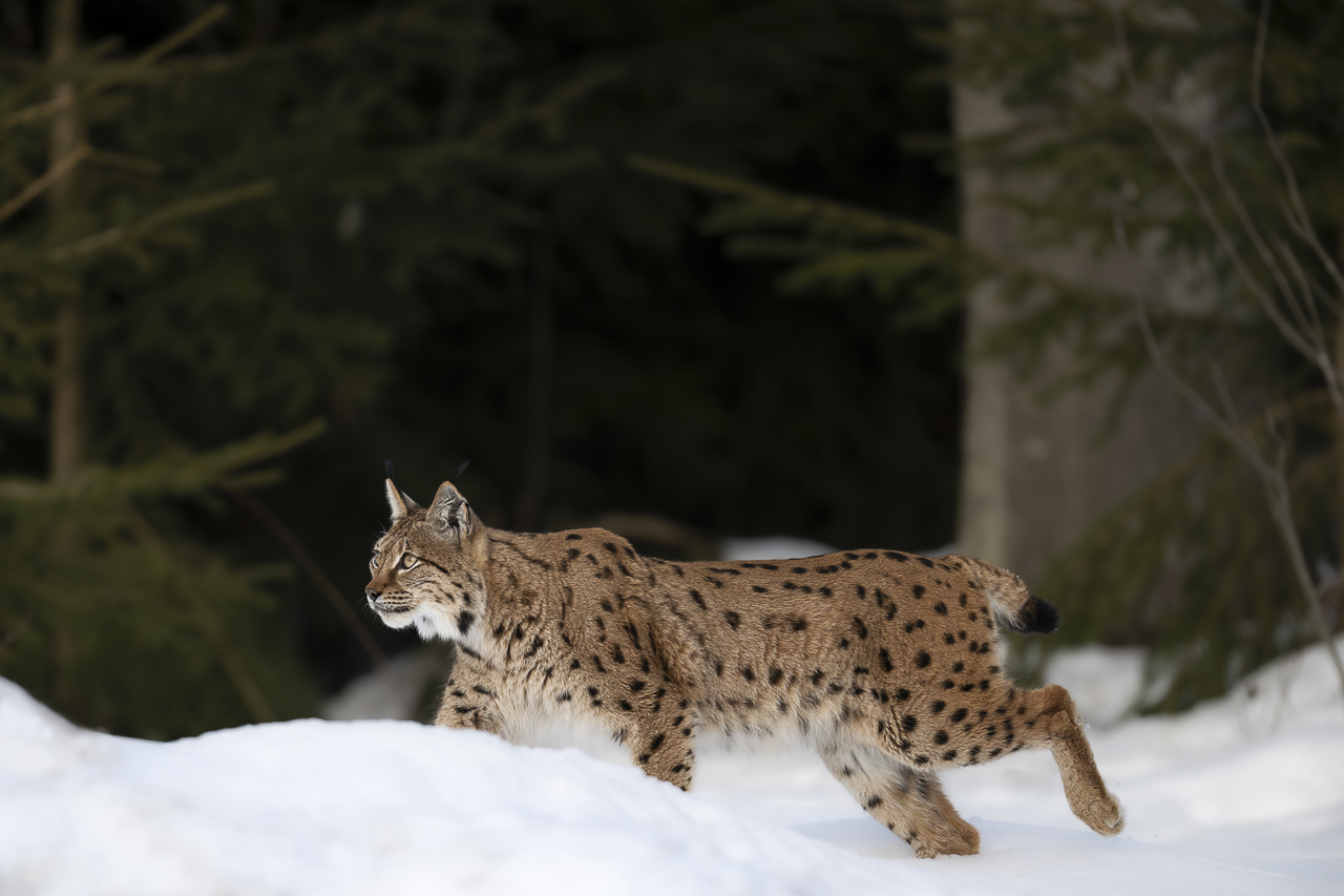 Luchs in freier Natur