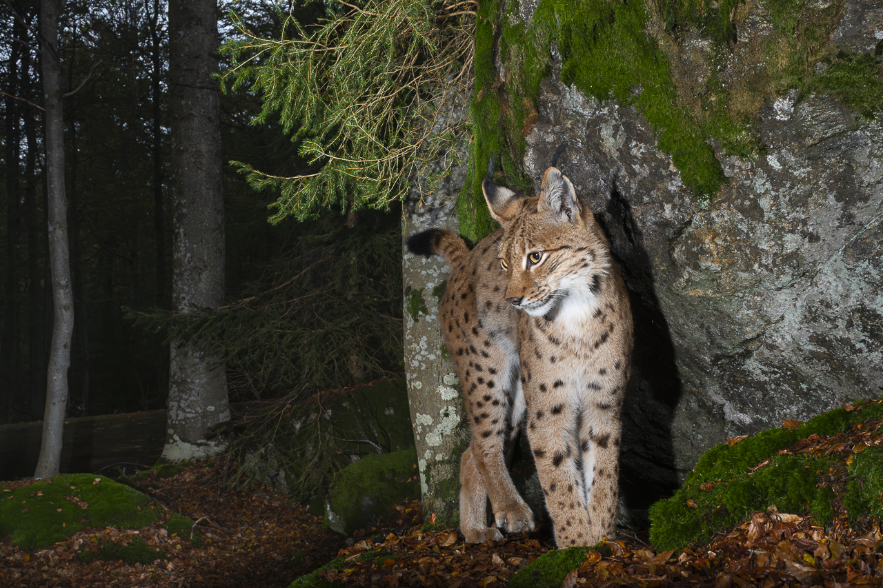 Luchs in freier Natur