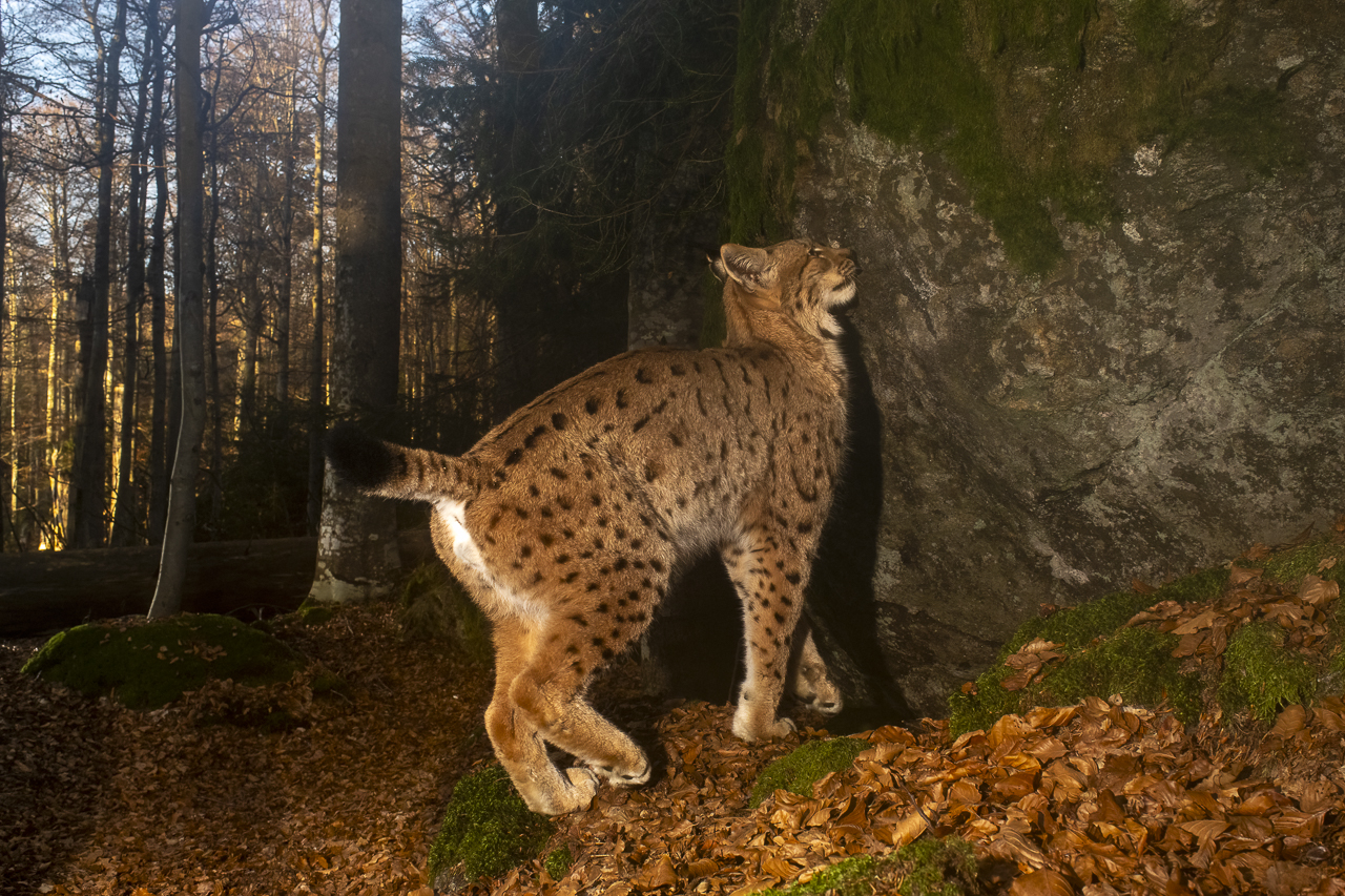 Luchs in freier Natur