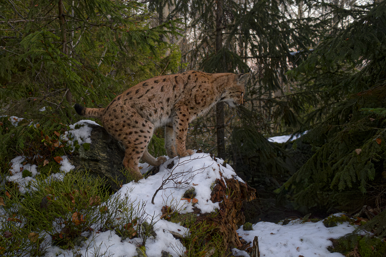 Luchs in freier Natur