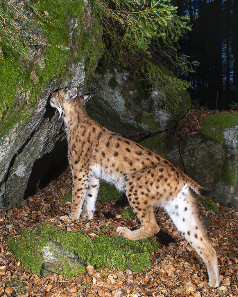 Luchs in freier Natur