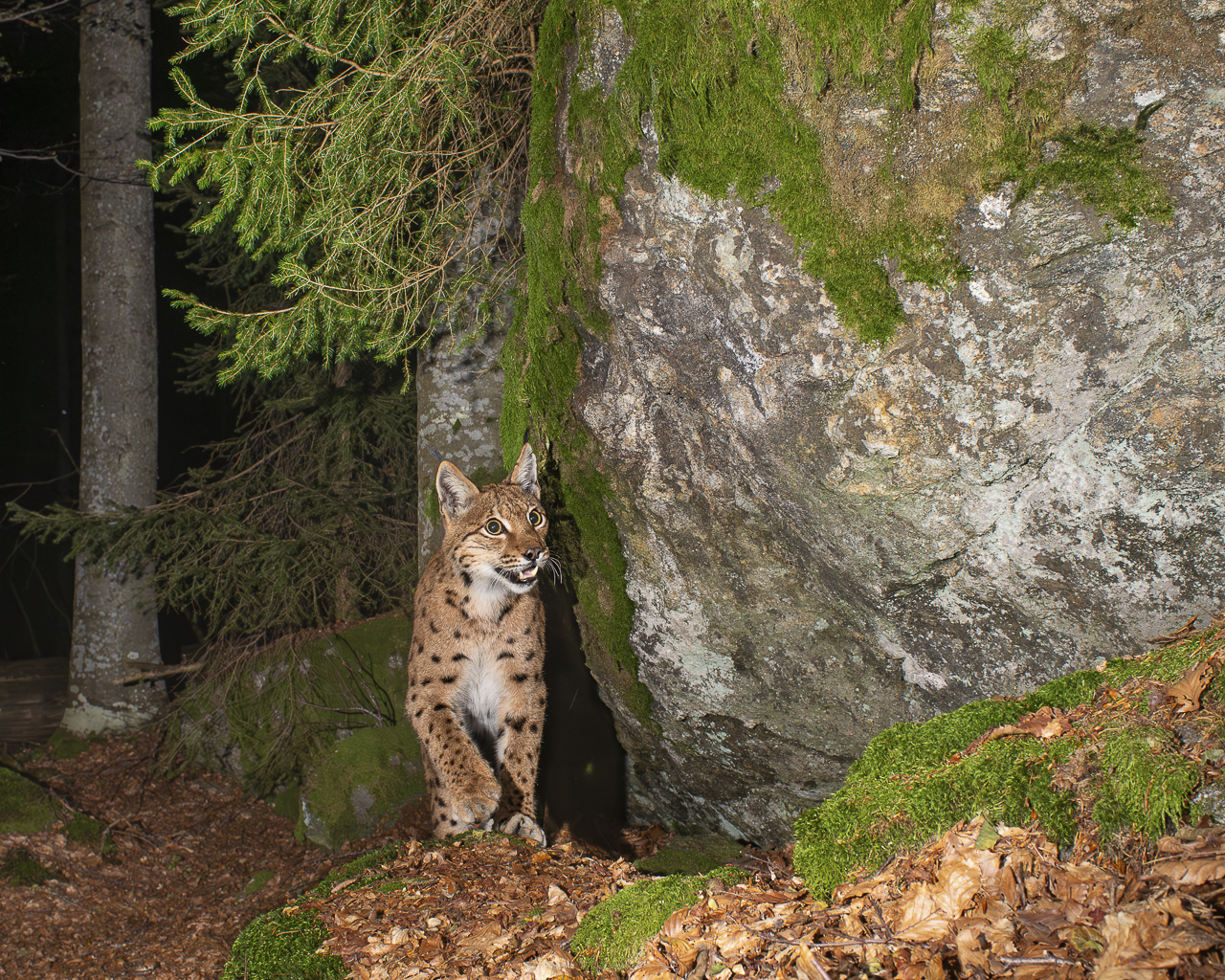 Luchs in freier Natur