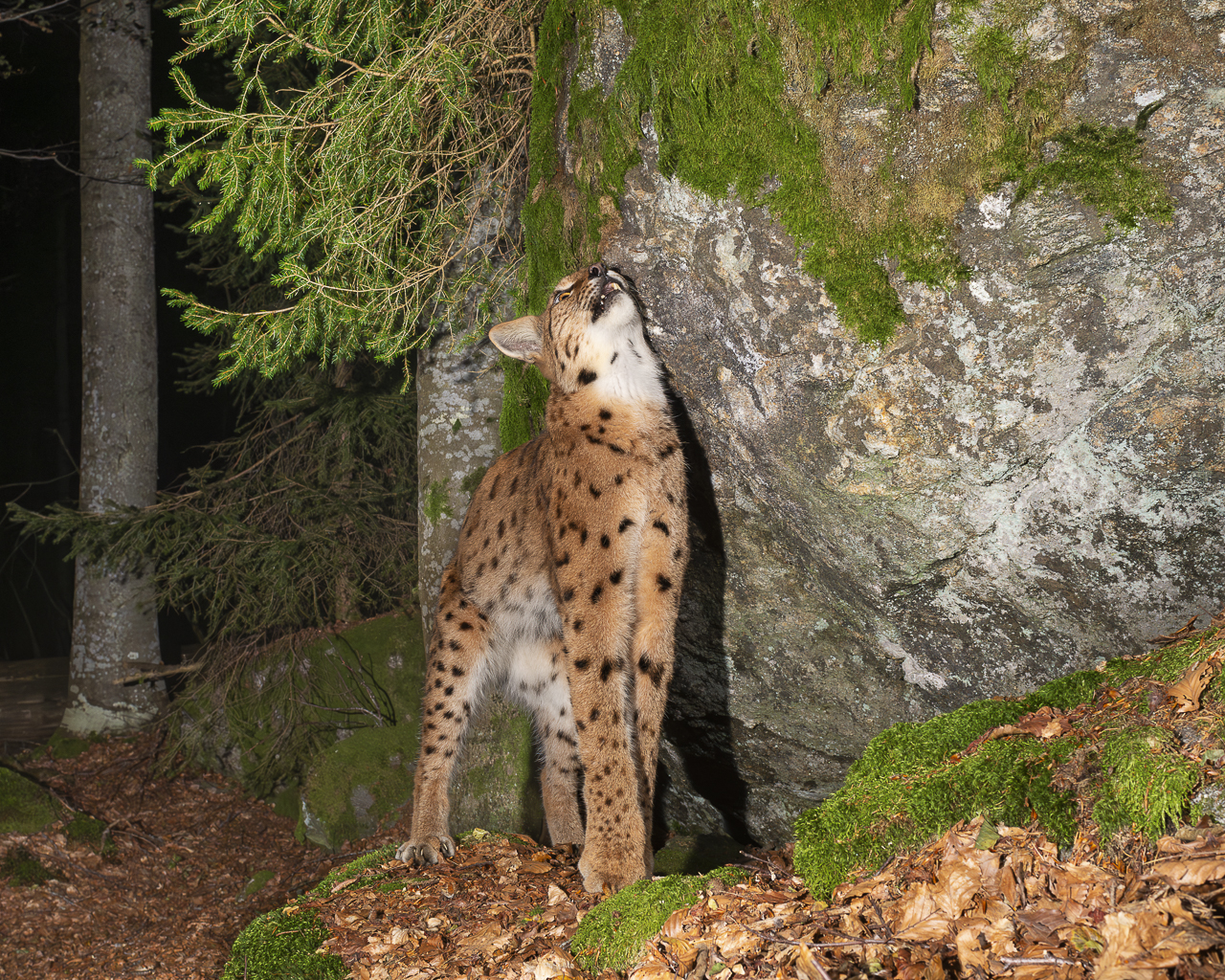 Luchs in freier Natur