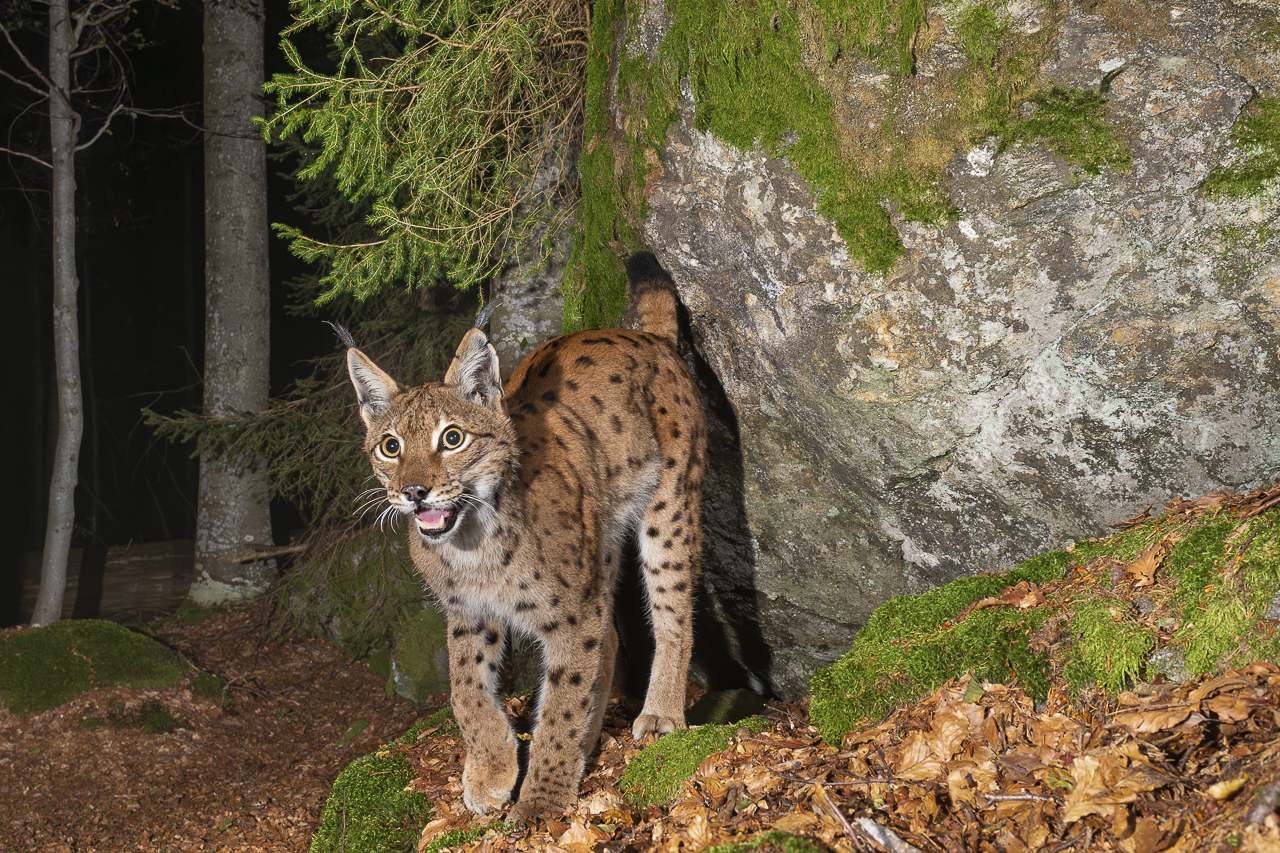 Luchs in freier Natur