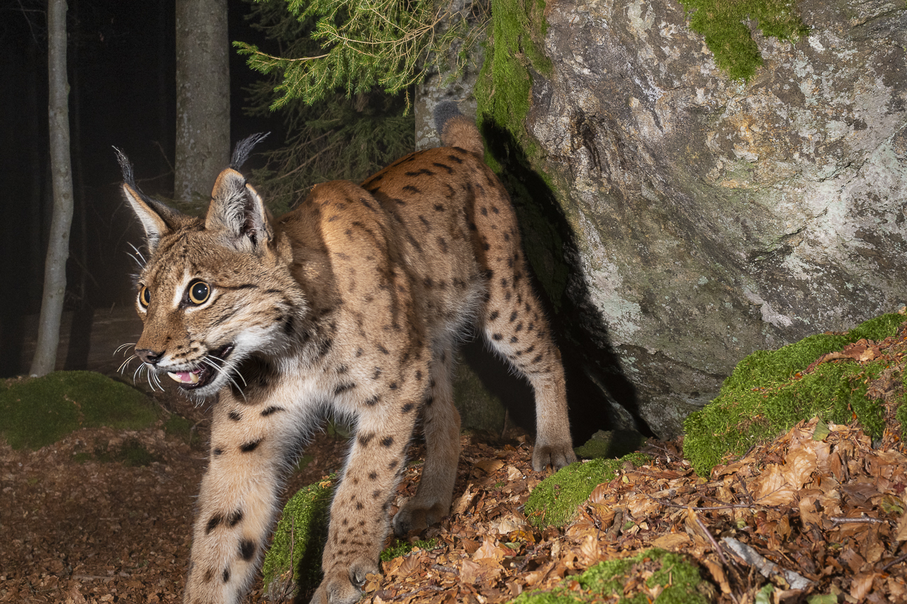 Luchs in freier Natur