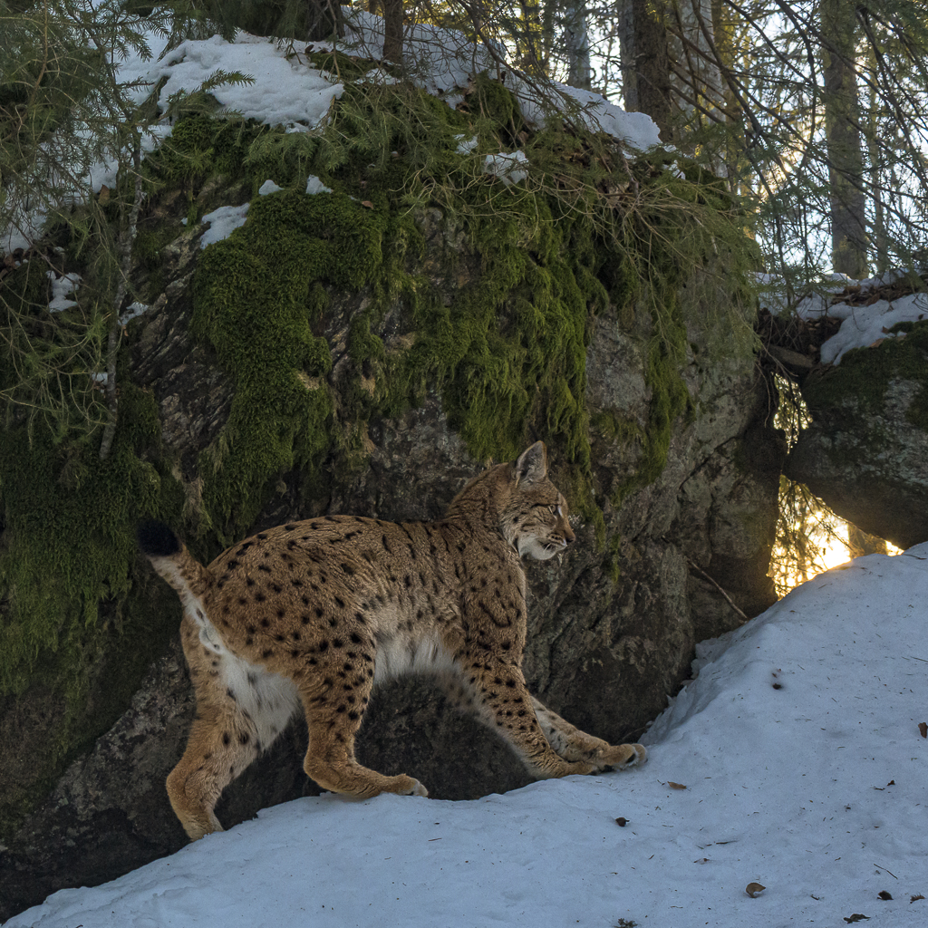 Luchs in freier Natur