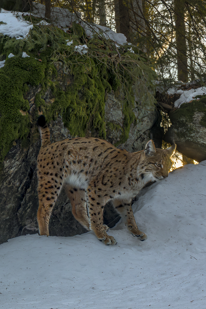 Luchs in freier Natur
