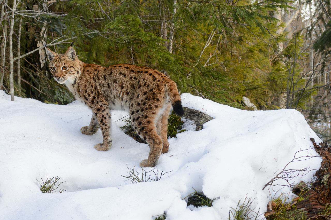 Luchs in freier Natur