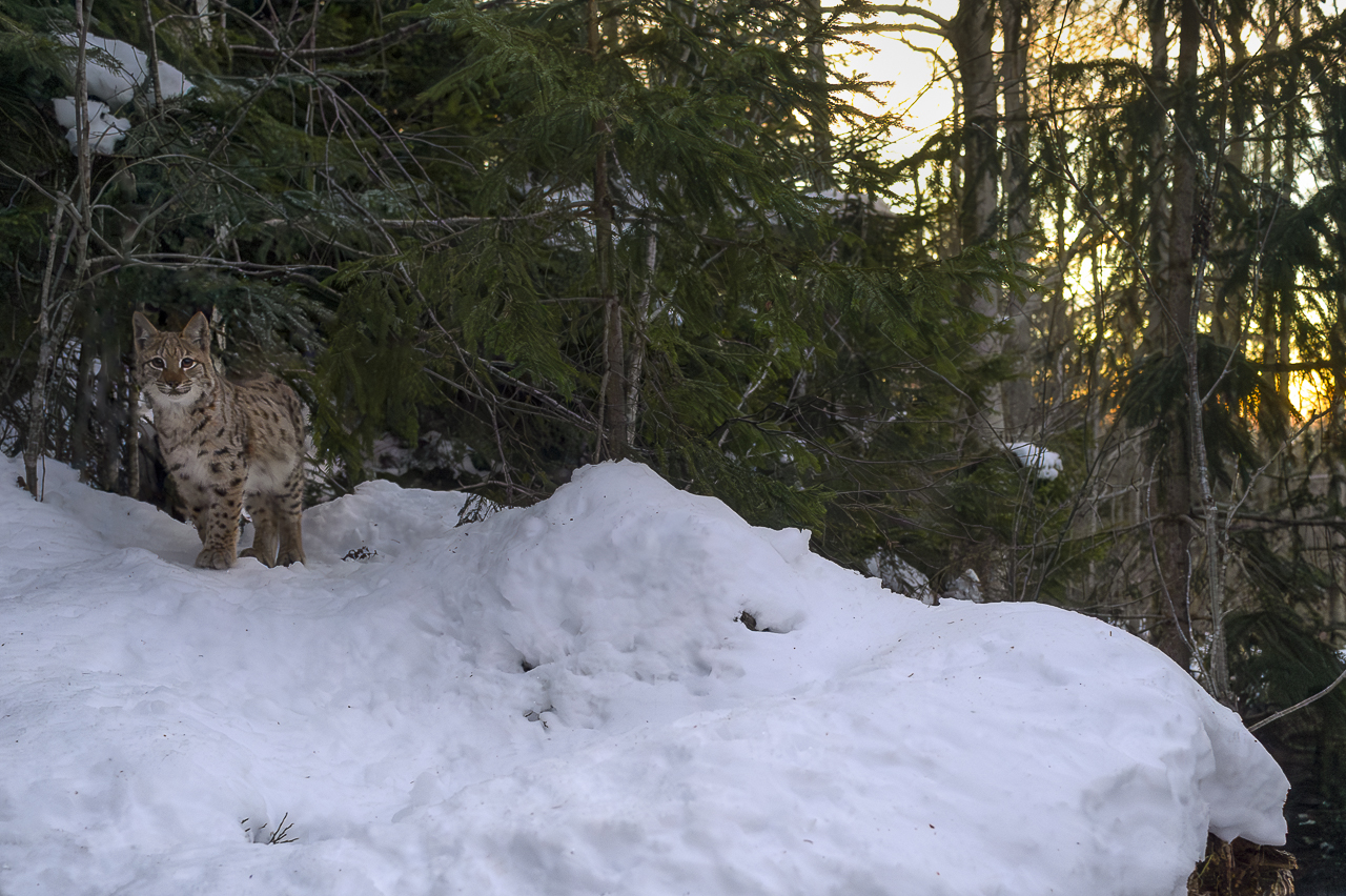 Luchs in freier Natur